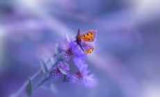 开云体育-终场哨前的奇迹，萨内一锤定音，英格兰绝杀葡萄牙改写历史