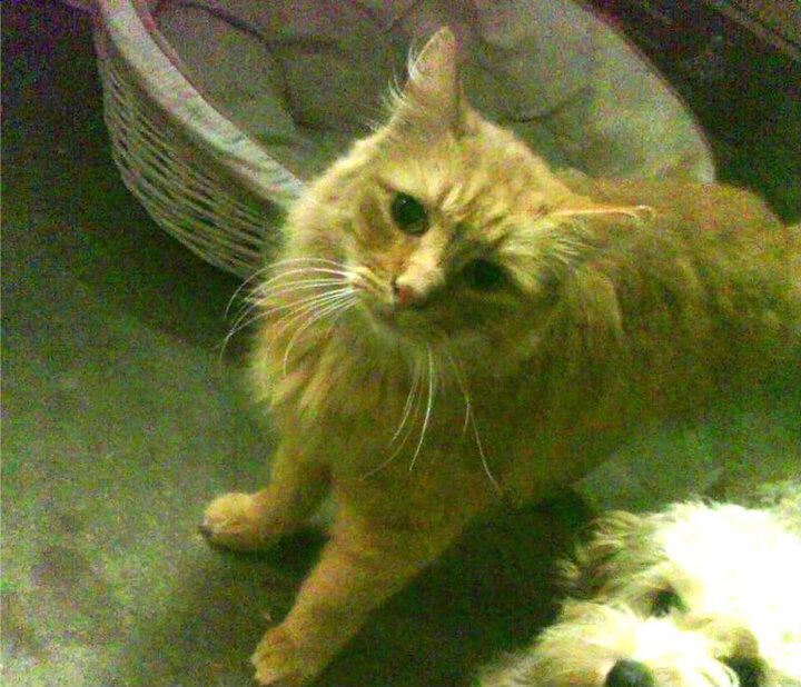 从辽宁到世界,当东方铁血防守遇上克莱的终极接管—2026篮球史诗的双线叙事