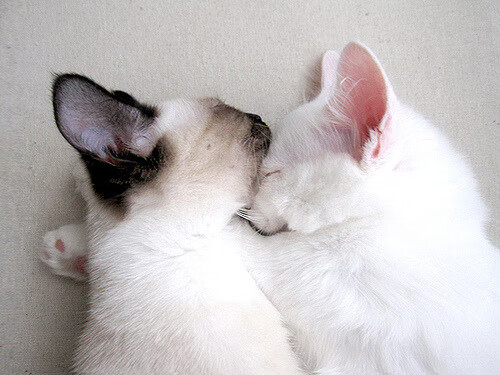 跨界主宰，尼克斯击溃凯尔特人的战术启示，与恩比德欧冠决赛接管比赛的统治力哲学