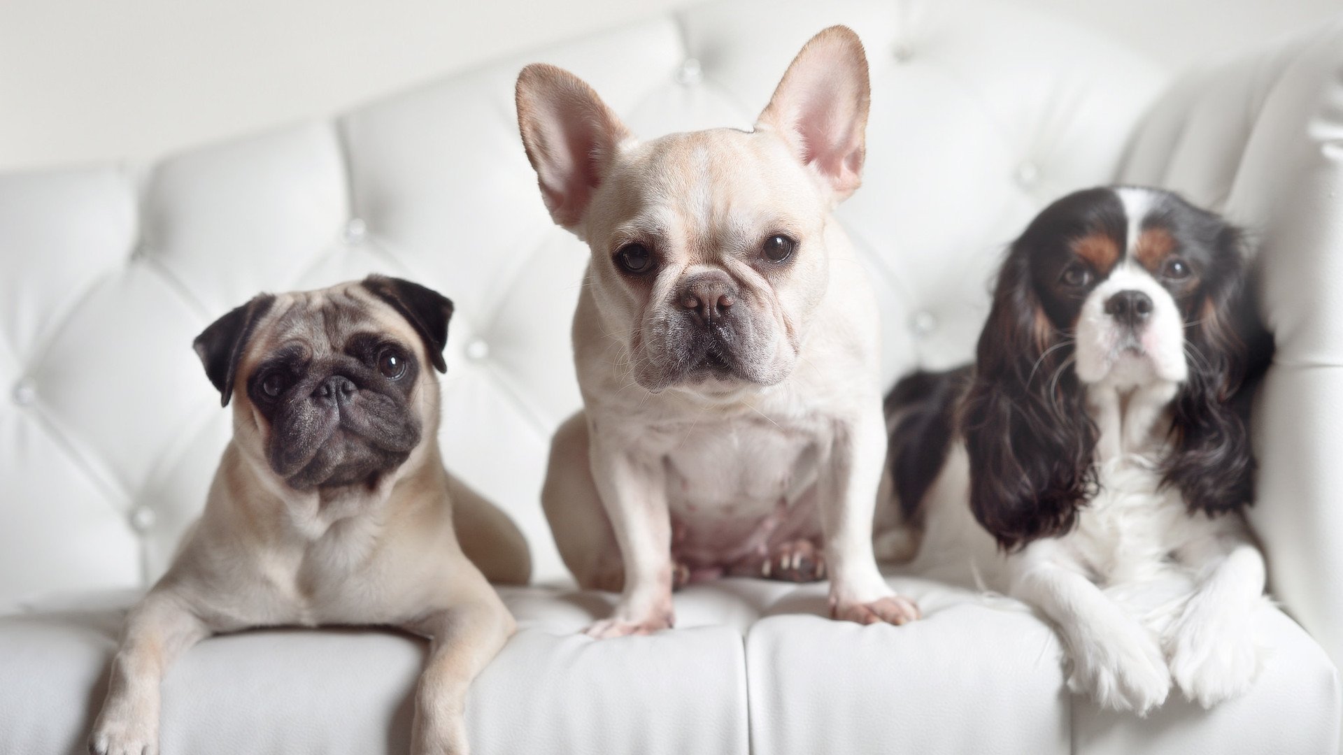 范弗利特展现巨星价值,掘金强势拿下公牛